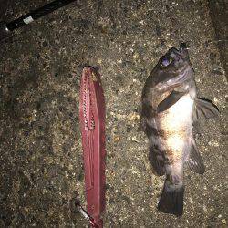 久しぶりにメバル